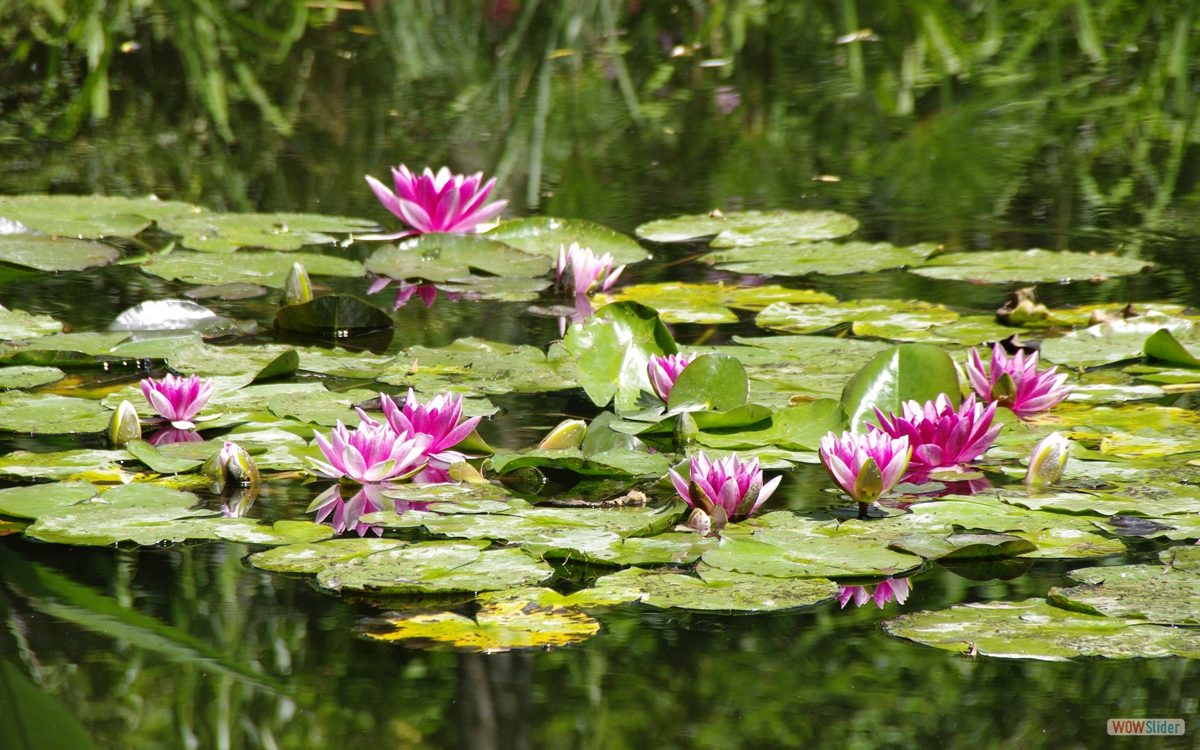 Giverny